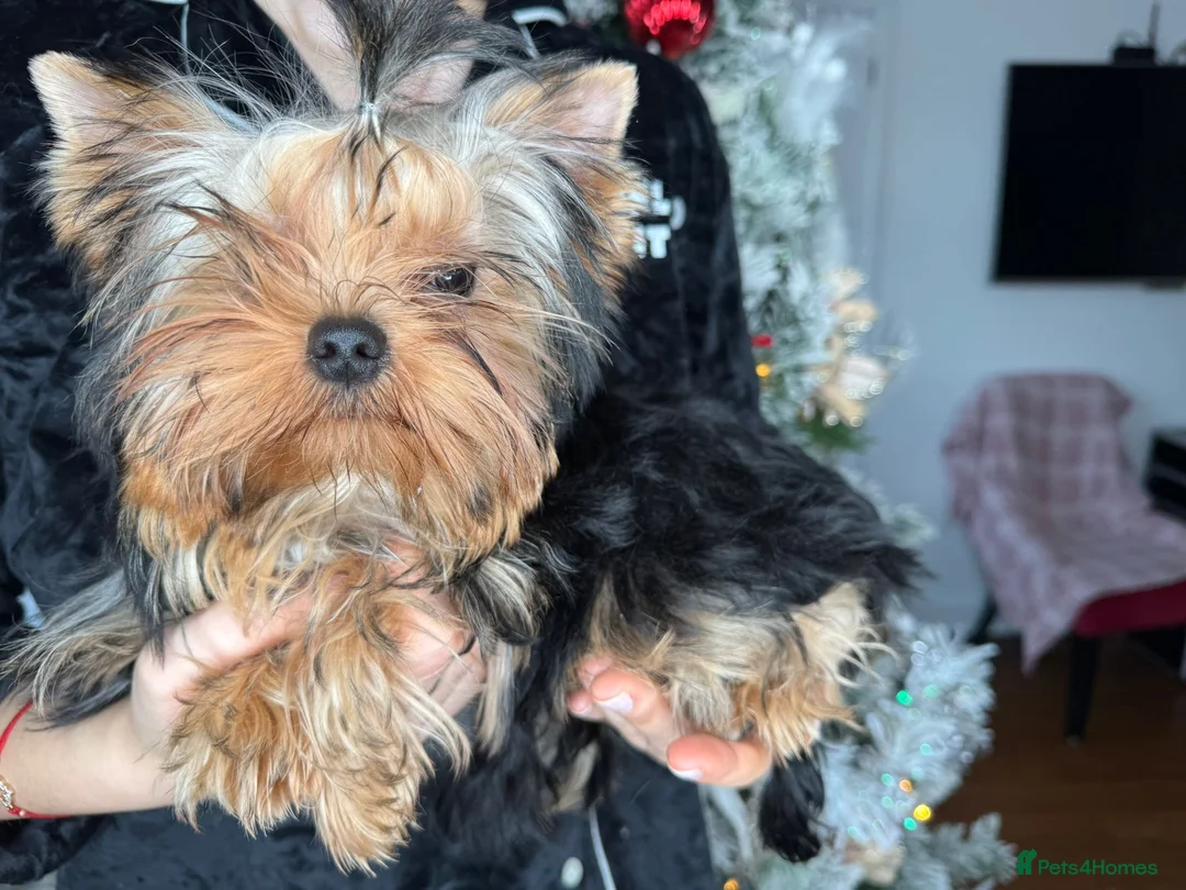 Yorkshire Terrier dogs for sale: One beautiful female Available💗🐾 - Advert 5