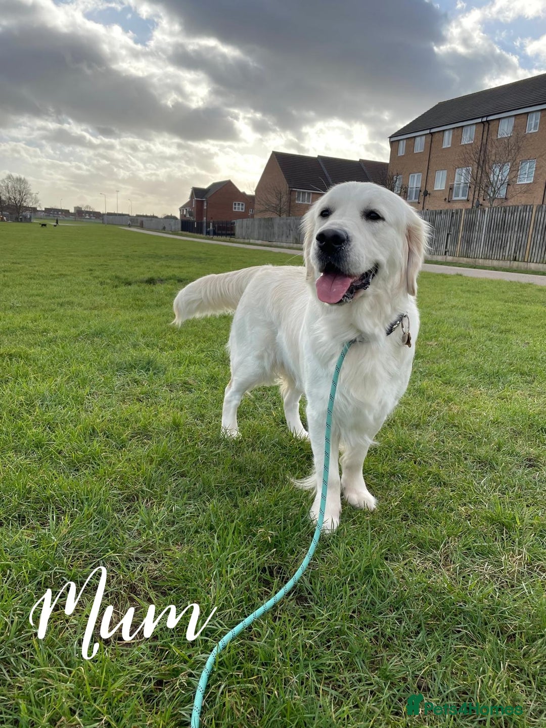 Golden Retriever dogs for sale: 1 LEFT *Ready to Go* Golden Retriever puppies 🐾 - Image 15