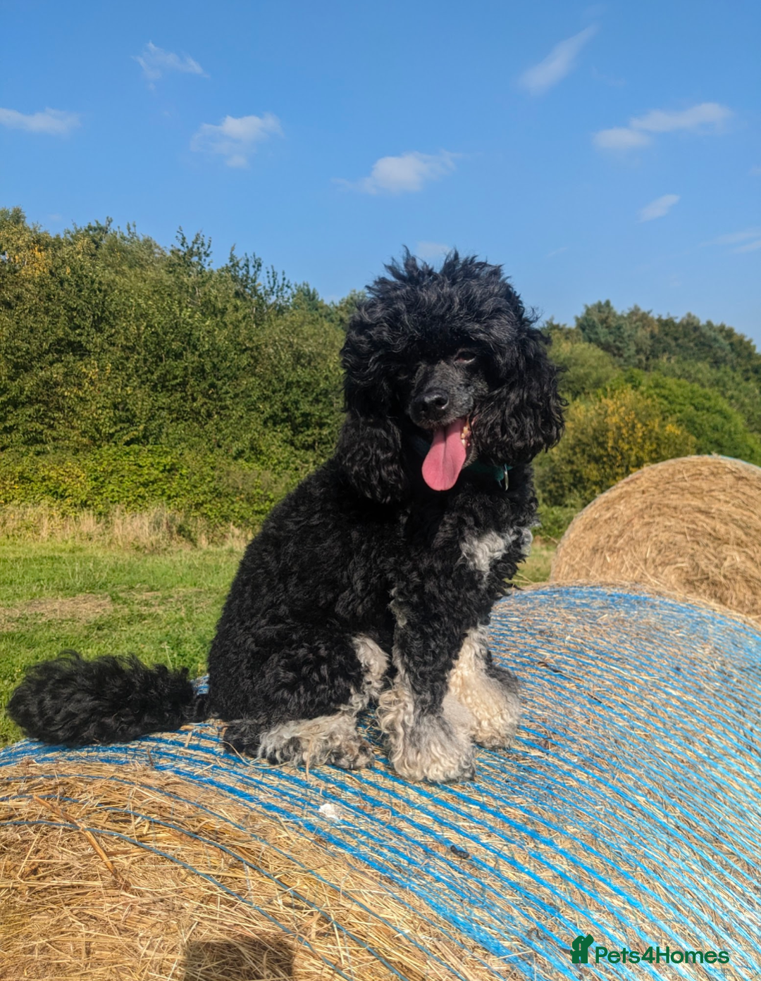 Miniature Poodle dogs for sale: KC Silver Phantom Miniature Poodle - Advert 2