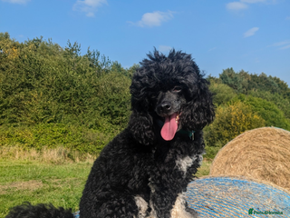 Miniature Poodle dogs KC Silver Phantom Miniature Poodle - Advert 1