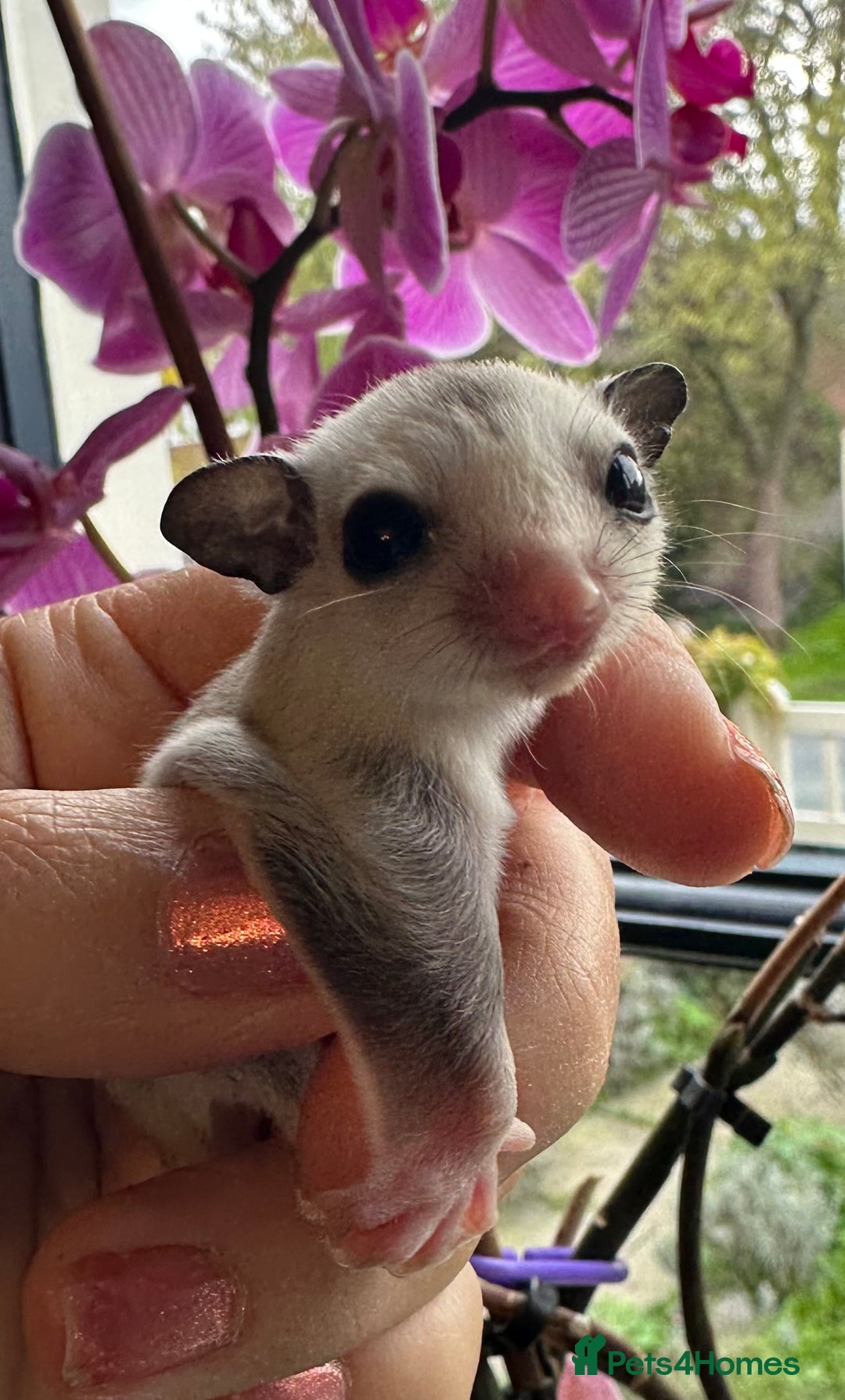Sugar Glider rodents for sale: Stunning platinum sugar gliders - Image 2