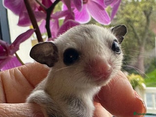 Sugar Glider rodents Stunning platinum sugar gliders - Advert 15