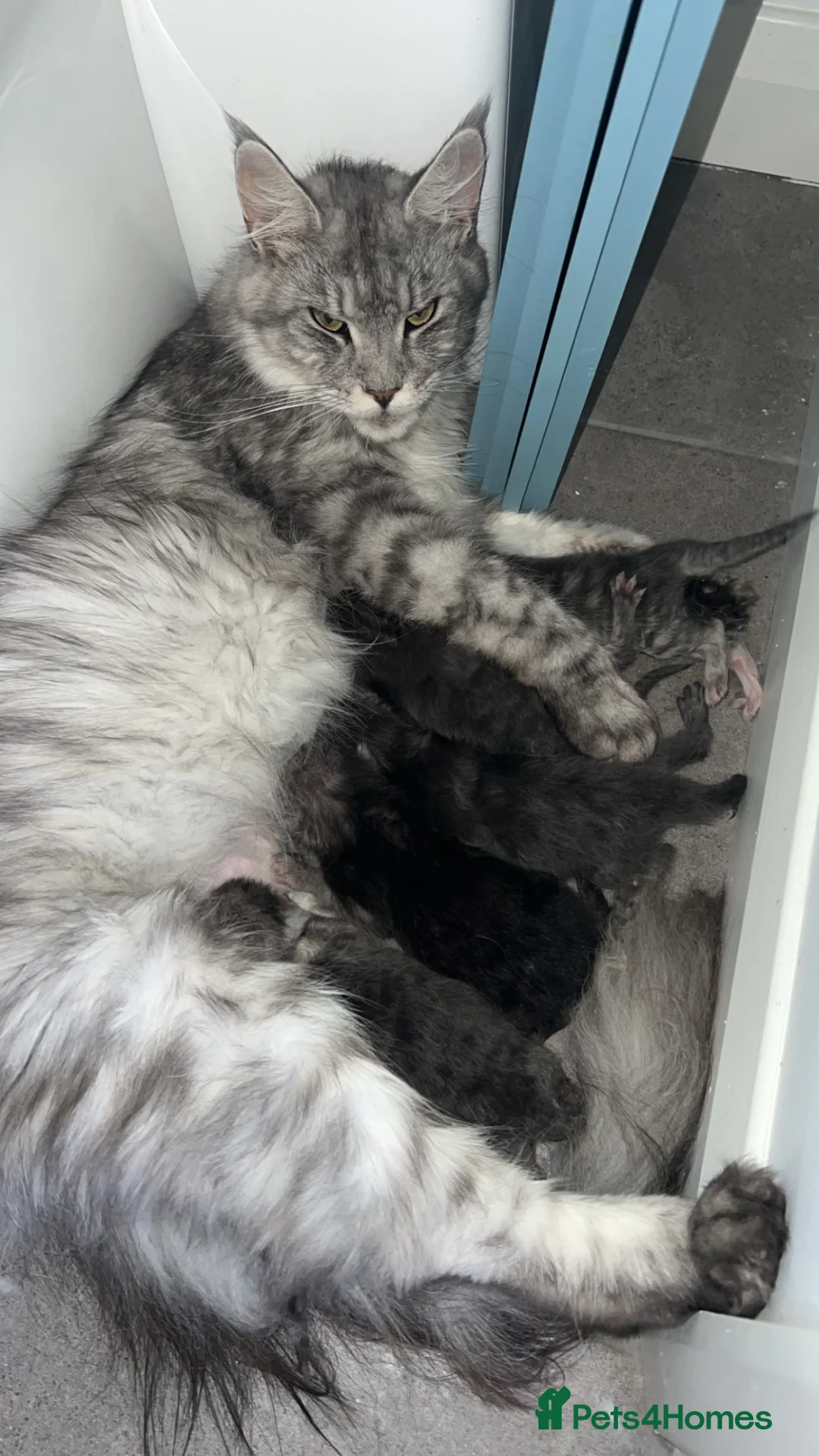 Maine Coon cats for sale: RUSSIAN BLOODLINE MAINCOON KITTENS - Advert 2
