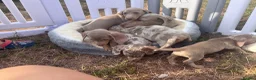 Miniature Dachshund dogs for sale: Miniature dachshund puppies  - Advert 7