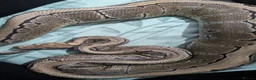 Python Snake reptiles for sale: Lovely royal python with viv for sale  - Advert 3