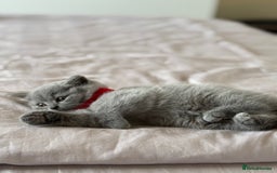 British Shorthair cats for sale: 🐾 British Shorthair Kittens – 8 Weeks Old  - Image 14