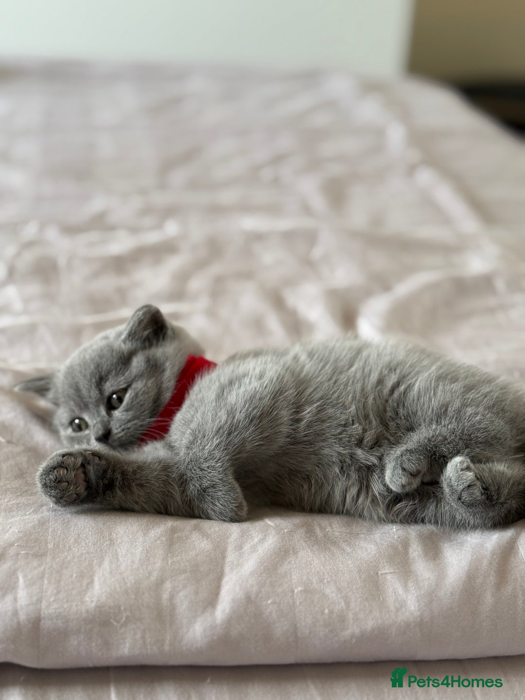 British Shorthair cats for sale: 🐾 British Shorthair Kittens – 8 Weeks Old  - Image 14
