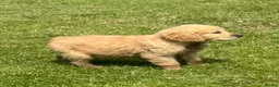 Mini Goldendoodle dogs for sale:   Like owning a miniature fluffy Golden Retriever - Advert 37