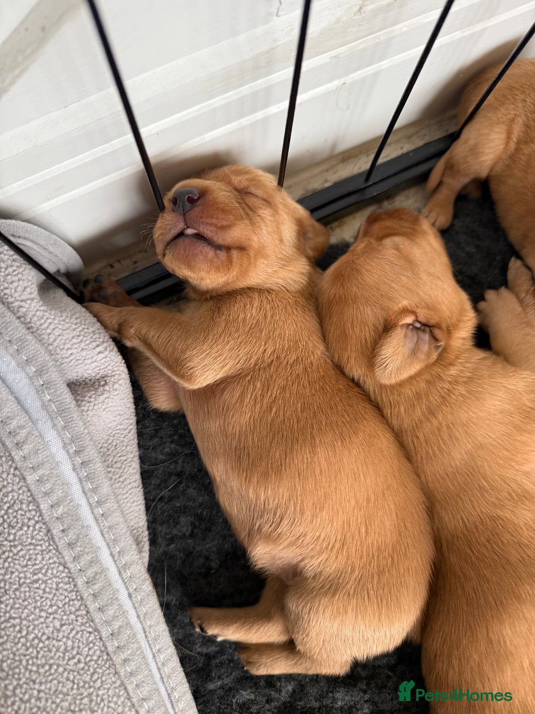 Labrador Retriever dogs for sale: Fox Red Labradors - Image 6