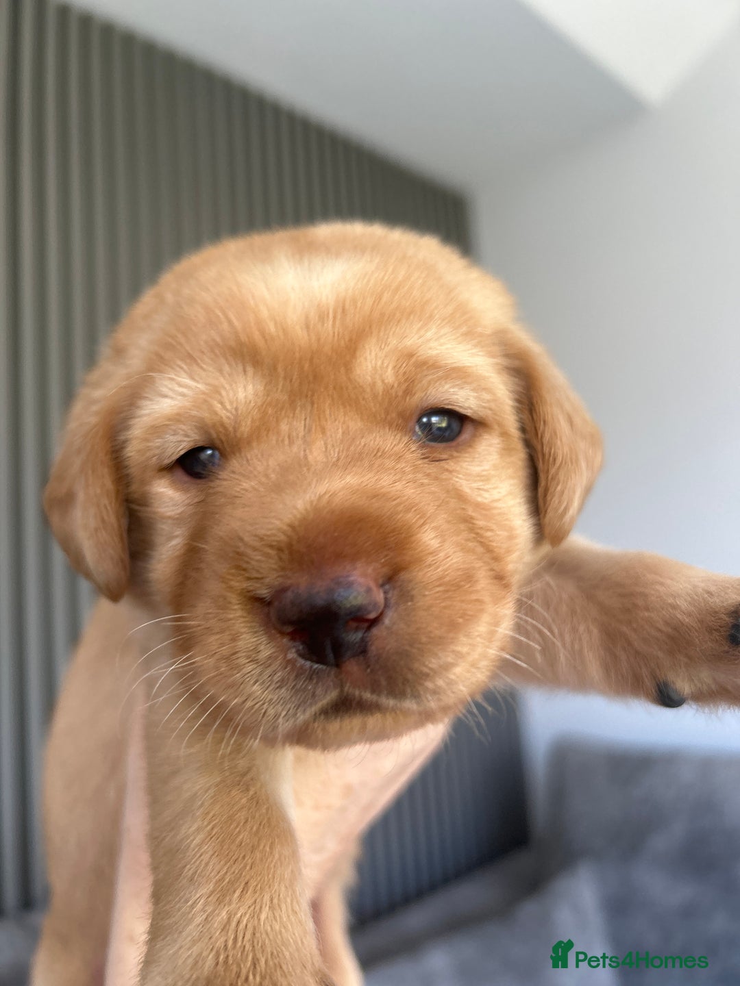 Labrador Retriever dogs for sale: Beautiful Labrador Puppies  - Image 30