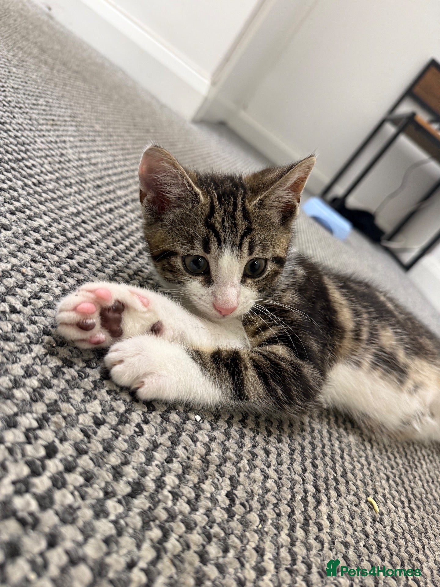 Aegean cats for sale: Aegan Male Kitten - Advert 3