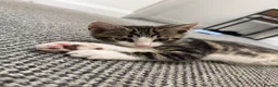 Aegean cats for sale: Aegan Male Kitten in Leeds - Advert 1