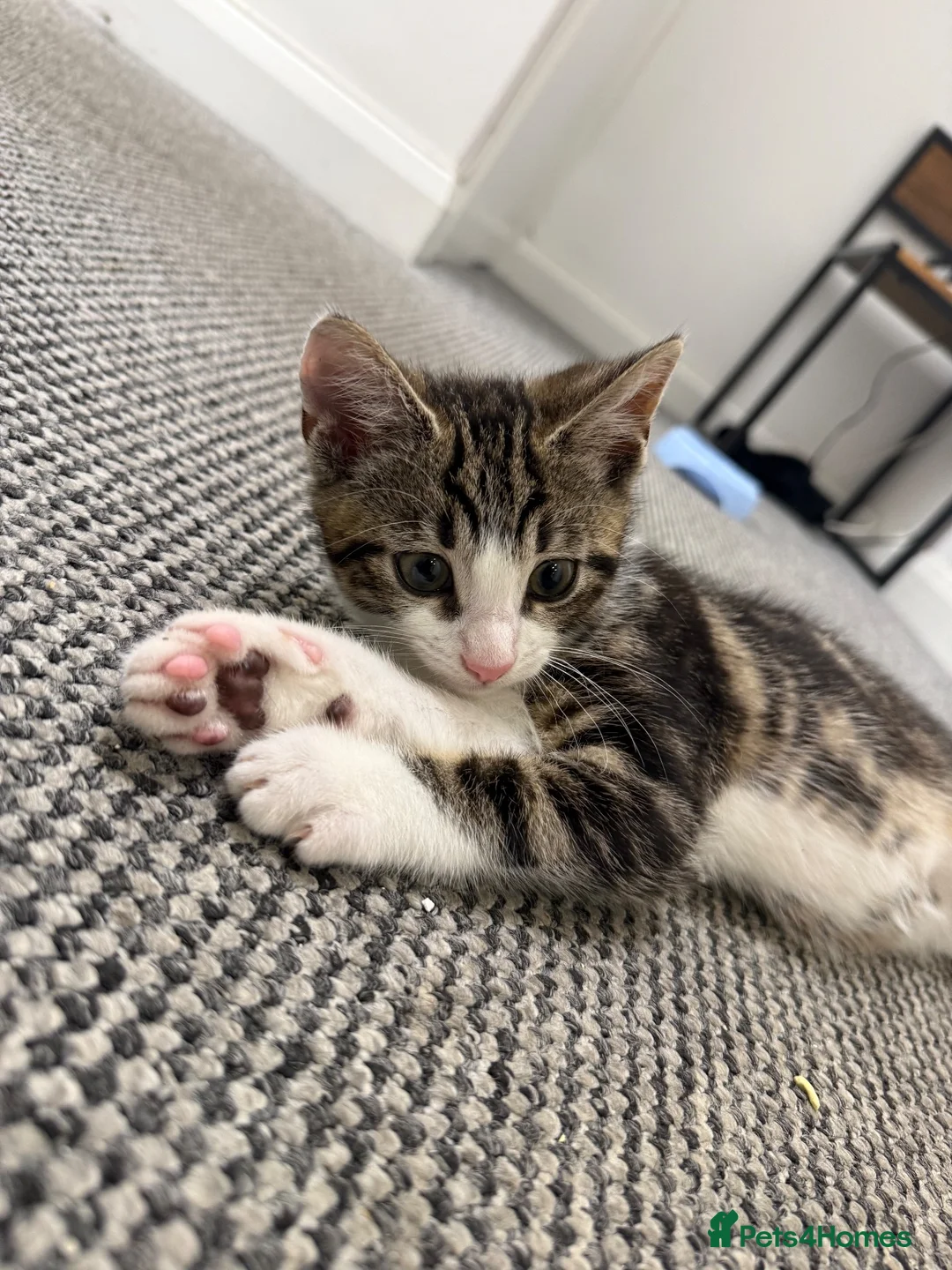 Aegean cats for sale: Aegan Male Kitten in Leeds - Advert 1