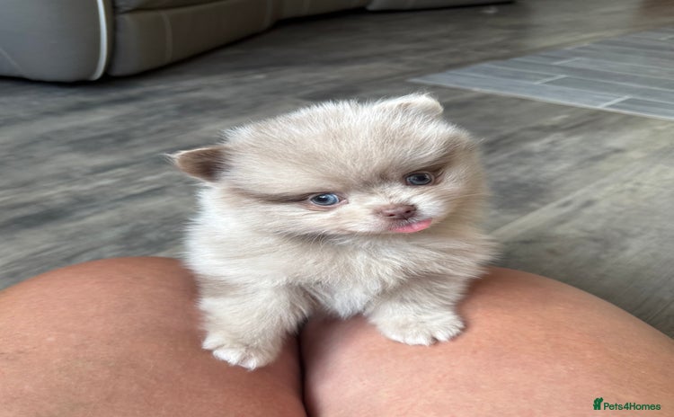 Pomeranian dogs - Advert 6
