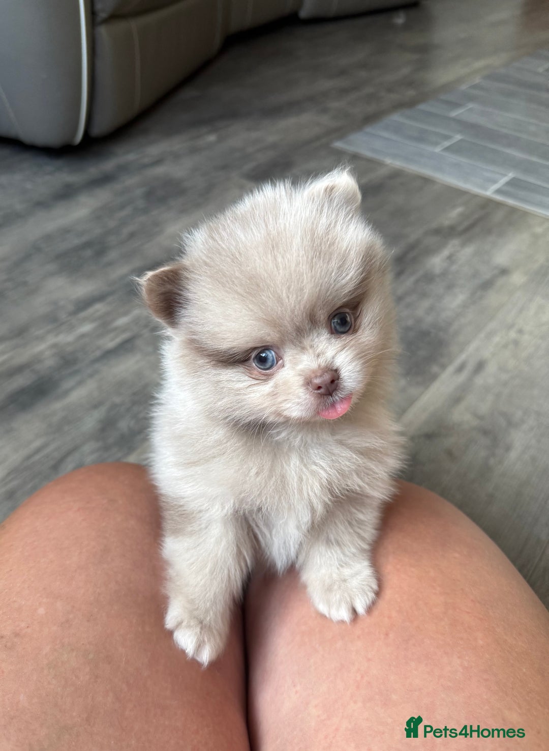 Pomeranian dogs for sale: Rare lilac tan merle teddy bears 🧸💎 - Image 4