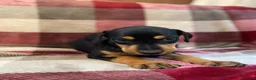 Mixed Breed dogs for sale: 🐾 STUNNING DOBERMAN × LURCHER PUPPIES 🐾 - Advert 11