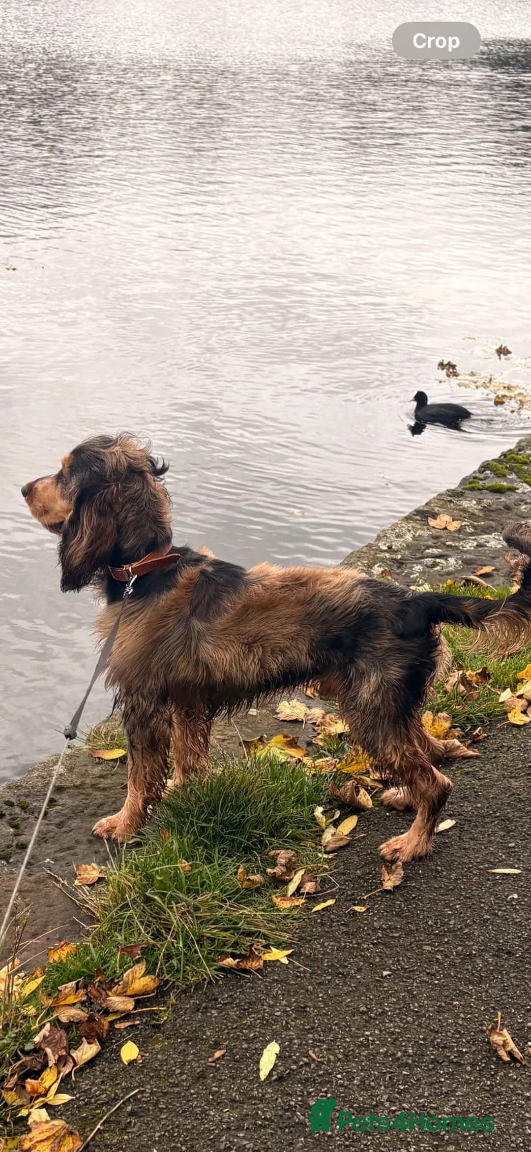 Cocker Spaniel dogs for stud: KC BLACK SABLE SHOW COCKER SPANIEL–STUD AVAILABLE  in Halifax - Advert 7