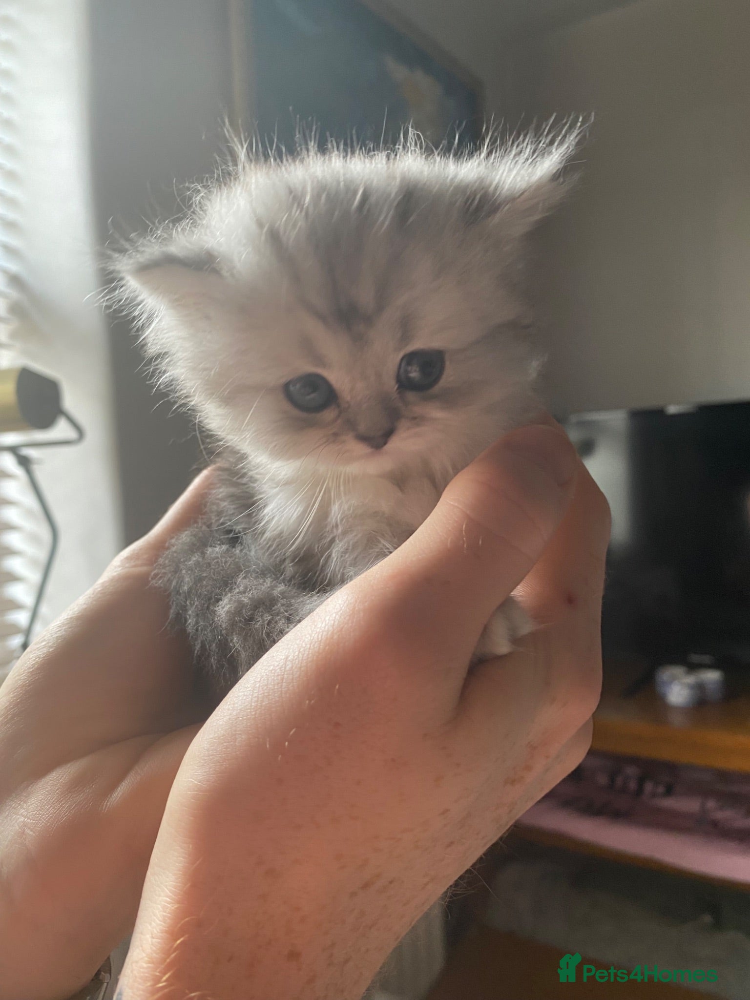 Persian cats Stunning Persian Chinchilla Kittens - Lancashire. - Advert 18