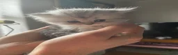 Persian cats for sale: Stunning Persian Chinchilla Kittens - Lancashire. in Blackburn - Advert 7