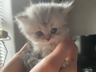 Persian cats Stunning Persian Chinchilla Kittens - Lancashire. - Advert 18