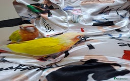 Conures birds for sale: Hand Heared Conures - Image 3