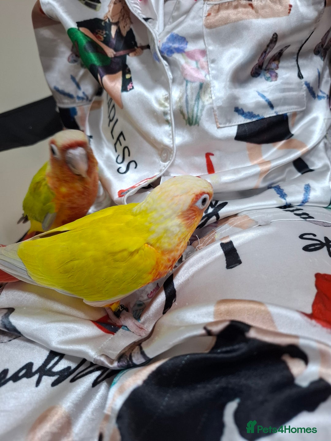 Conures birds for sale: Hand Heared Conures - Image 3