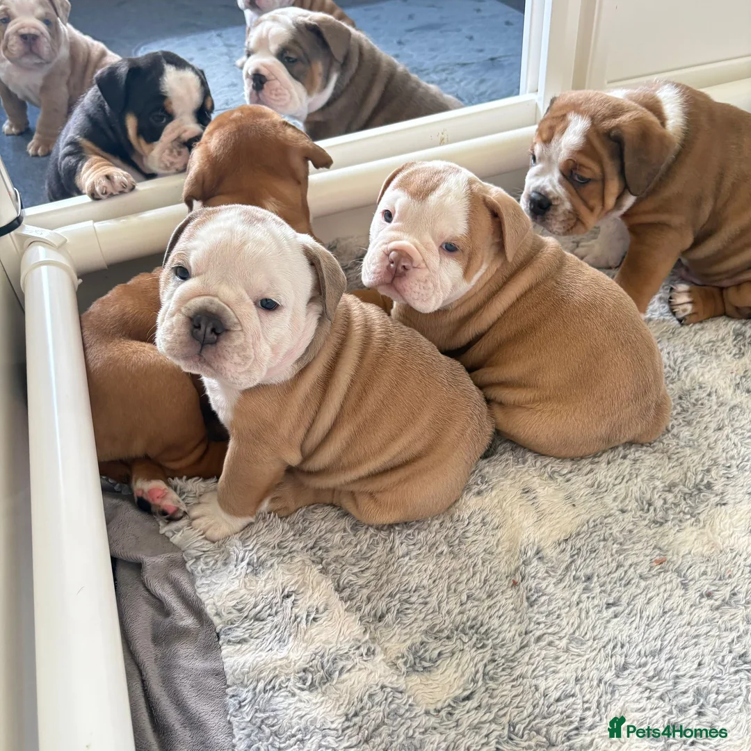 Old Tyme Bulldog dogs for sale: Olde tyme bulldog puppies  - Advert 2