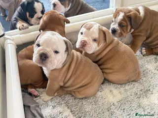 Old Tyme Bulldog dogs Olde tyme bulldog puppies - Advert 1