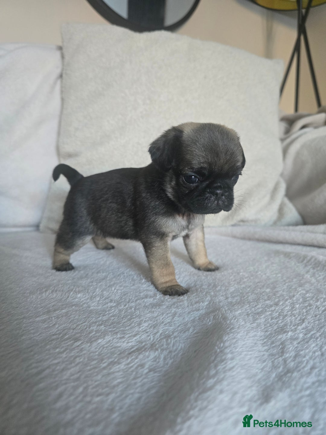 Pug dogs for sale: Beautiful Pug Puppies  - Advert 21