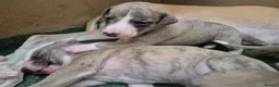 Whippet dogs for sale: Beautiful Whippet puppy's for sale - Advert 11