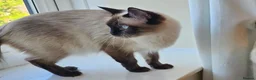 Mixed Breed cats for sale: Two gorgeous 9-week-old half-Ragdoll boys - Advert 6