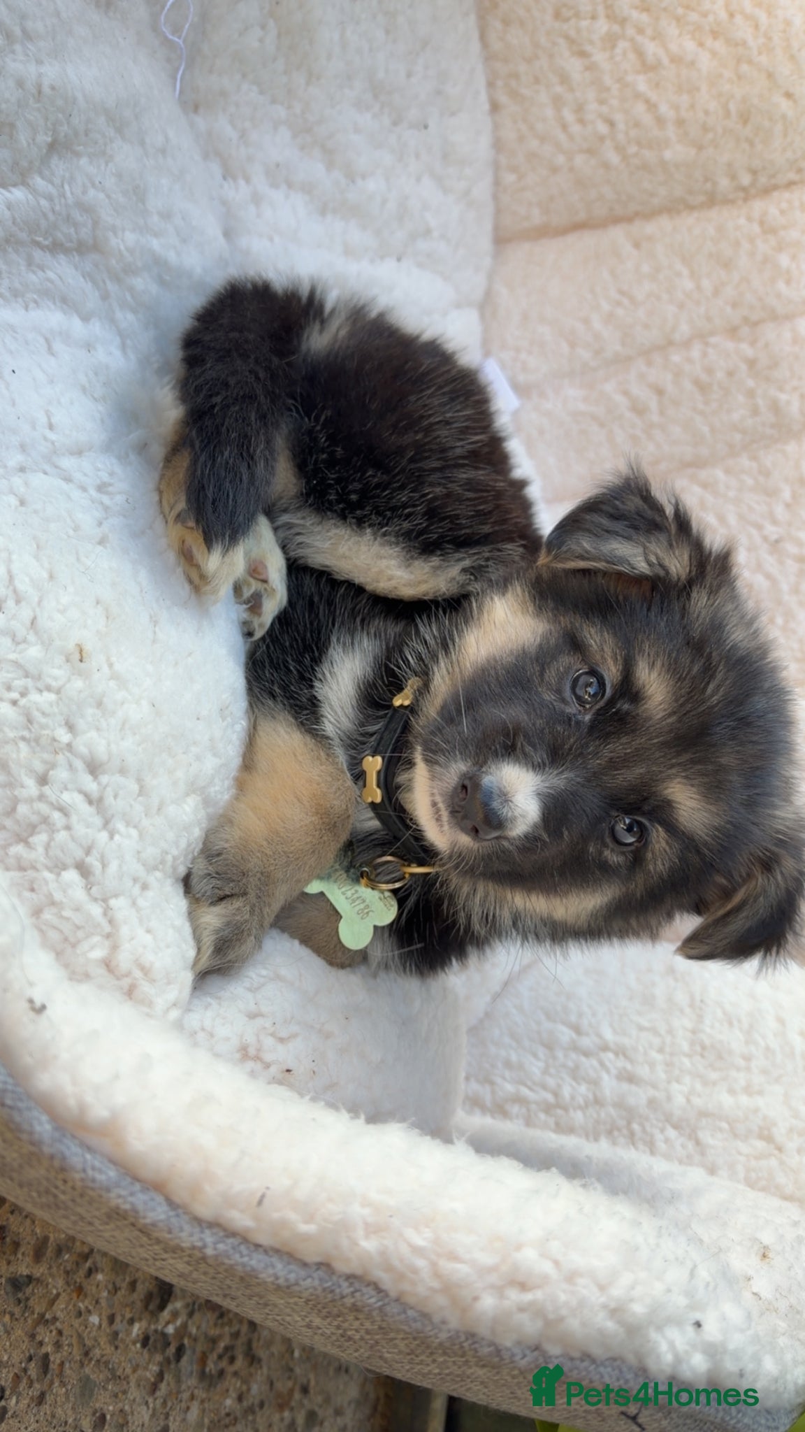 German Shepherd dogs KC REG GSD GIRL 8 WEEKS OLD READY NOW⭐️✨ - Advert 13