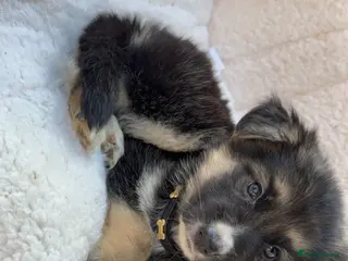 German Shepherd dogs KC REG GSD GIRL 8 WEEKS OLD READY NOW⭐️✨ - Advert 13