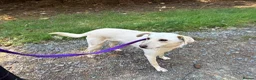 Mixed Breed dogs for adoption: Looby Lou - March Cambs  in March - Advert 10