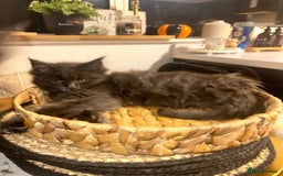 Maine Coon cats for sale: Stunning championship Maine coons for sale - Image 5