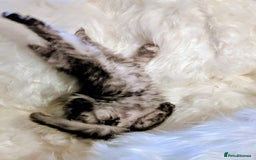 Maine Coon cats for sale: Main Coon kittens for sale  - Advert 6