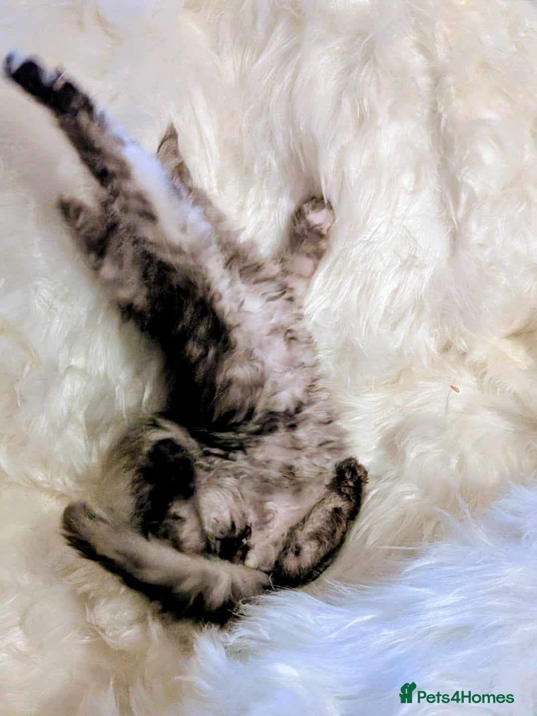 Maine Coon cats for sale: Main Coon kittens for sale  - Advert 6