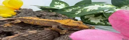Gecko reptiles for sale: Crested Gecko Collection for sale  - Advert 13