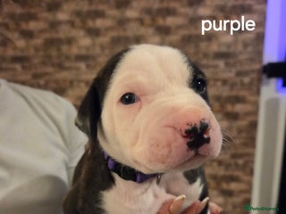 American Bulldog dogs 2 BEAUTIFUL GIRLS LEFT - Advert 1