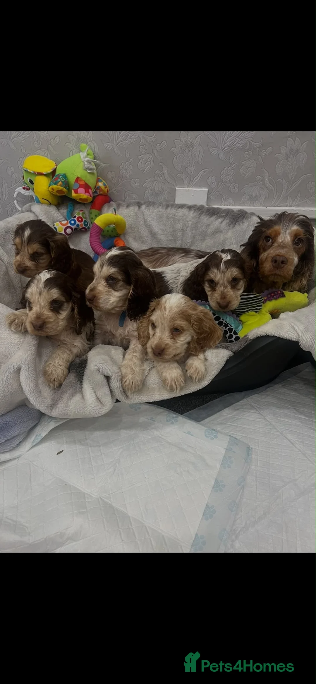 Cocker Spaniel dogs for sale: Show cocker spaniel puppies  - Advert 2