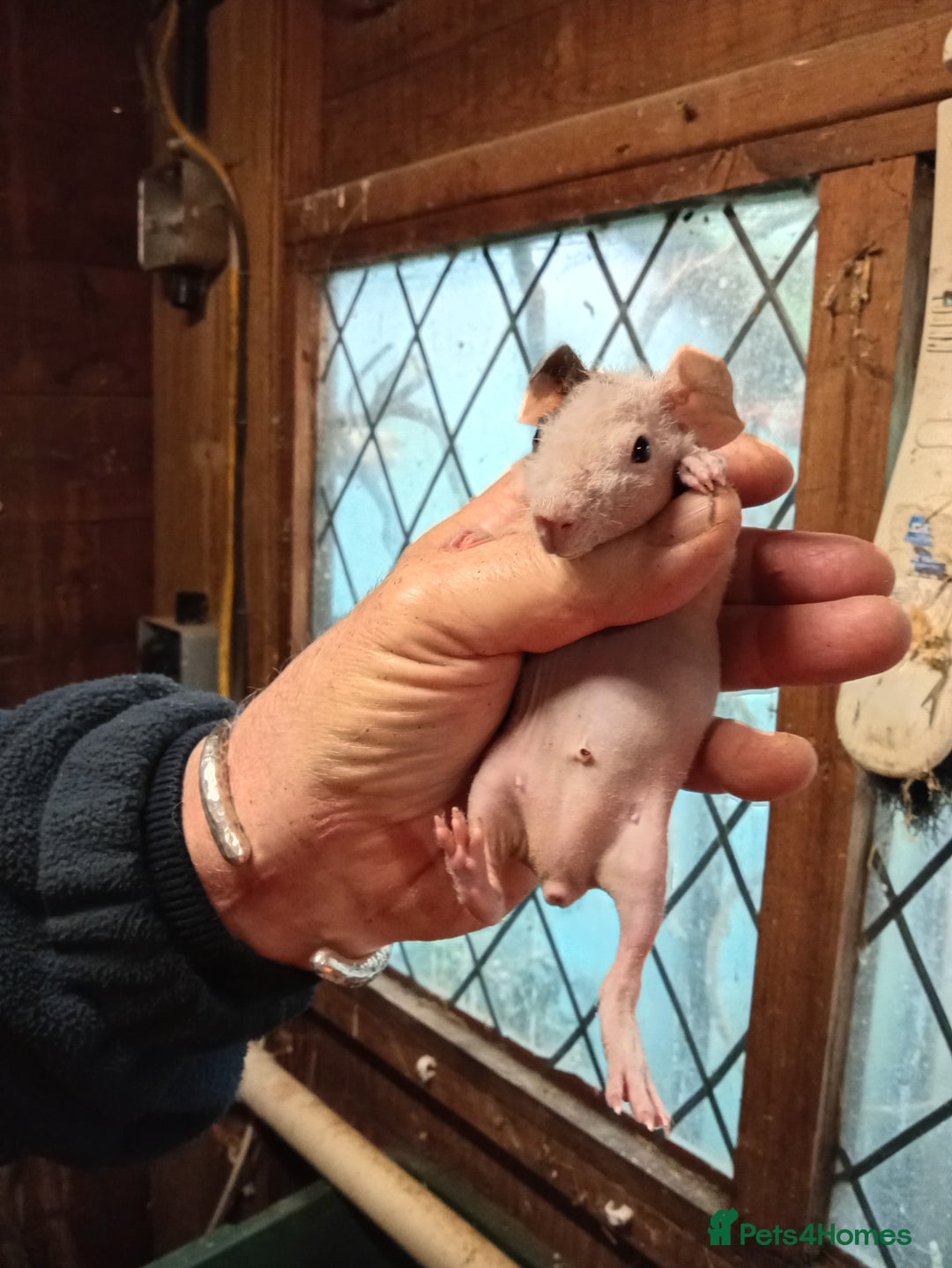 Guinea Pig rodents for sale: Skinny pigs  - Advert 4