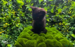 Egyptian Mau cats for sale: Smoke Egyptian MAU x Bengal spotted&marble kittens - Image 14