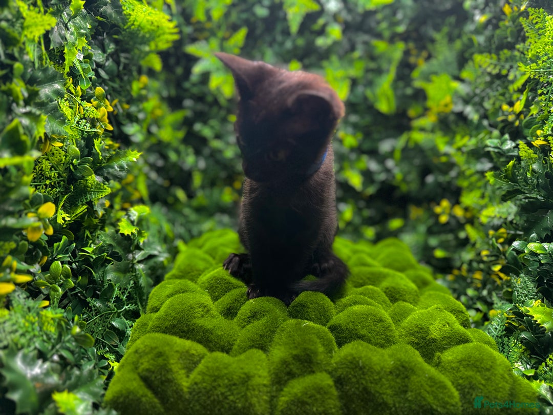 Egyptian Mau cats for sale: Smoke Egyptian MAU x Bengal spotted&marble kittens - Image 14