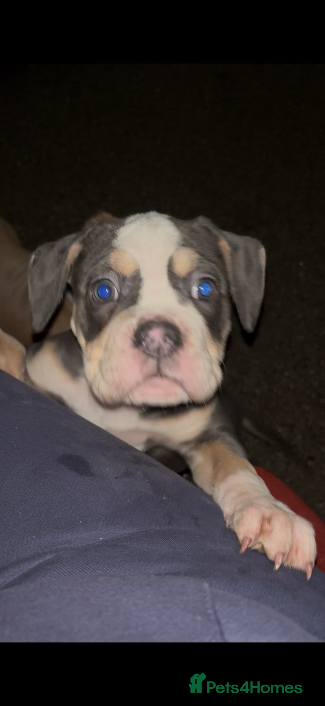 Olde English Bulldogge dogs for sale: Olde English bulldog puppy  - Advert 2