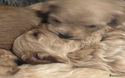 Cavachon dogs for sale: Super friendly, Litter trained Cavapoochon’s - Image 23