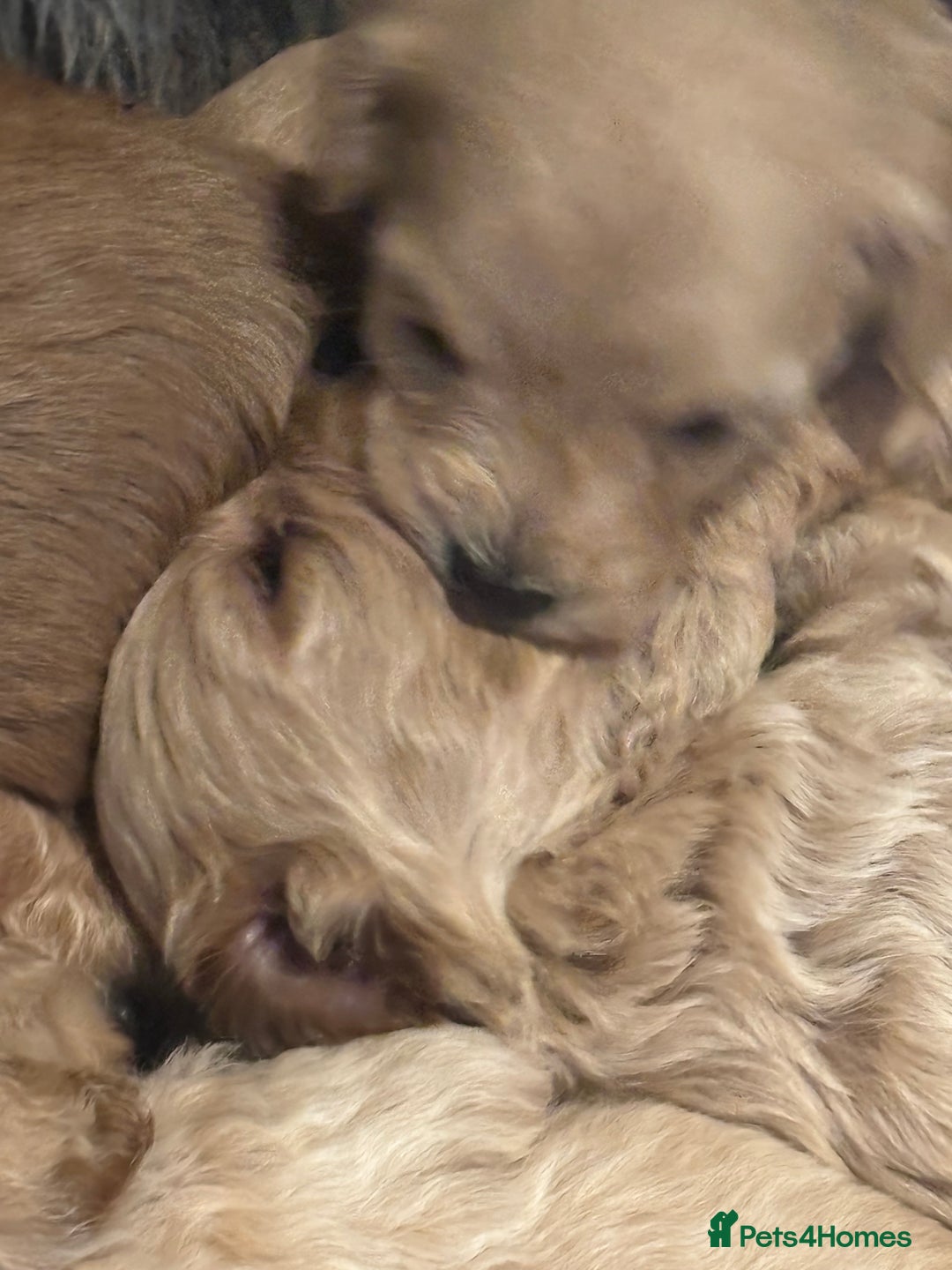 Cavachon dogs for sale: Super friendly, Litter trained Cavapoochon’s - Image 23