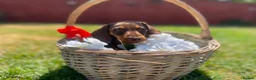Miniature Dachshund dogs for sale: True miniature chocolate dachshunds  - Advert 7