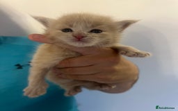 Maine Coon cats for sale: maine coon kittens  - Image 4