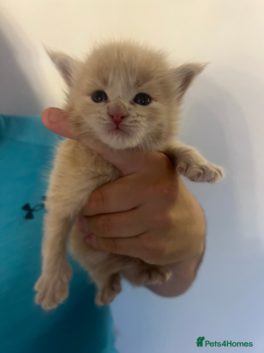 Maine Coon cats for sale: maine coon kittens  - Image 4