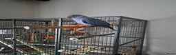 Parakeets birds for sale: Beautiful lilac tame ringneck  in Keighley - Advert 4